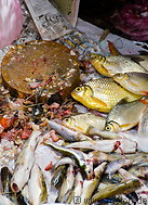 01 Fish for sale