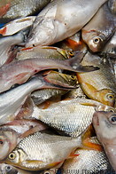 03 Fish for sale