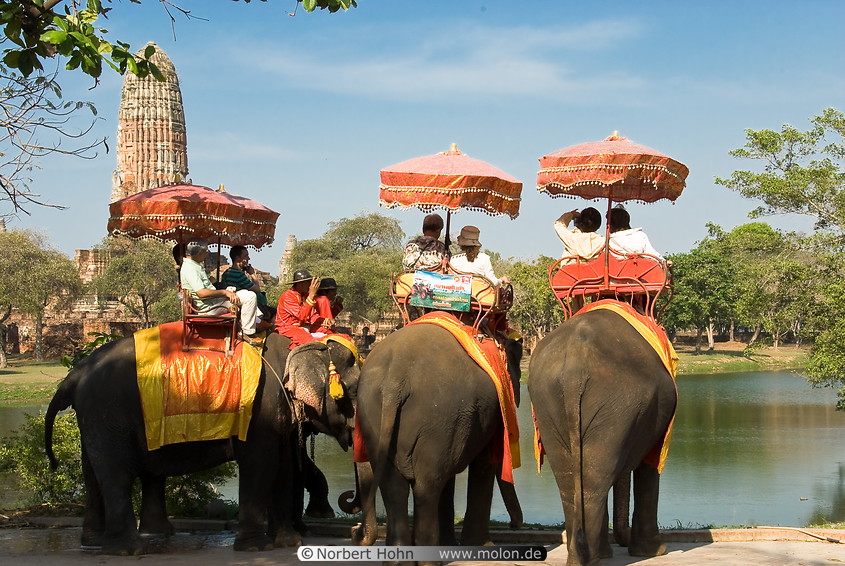 08 Elephants near Wat Phra Ram