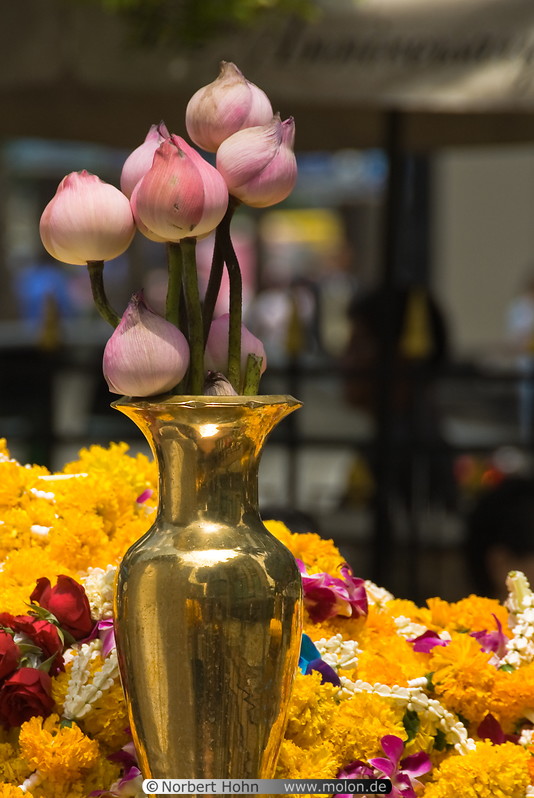 05 Lotus flower to honour Buddha