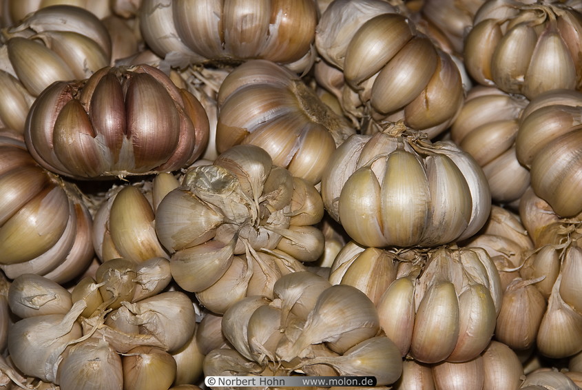 25 Garlic bulbs