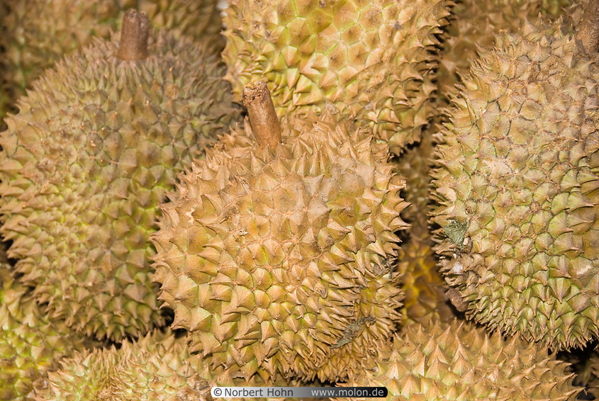 32 Thai durian fruit