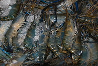 29 Fresh shrimps