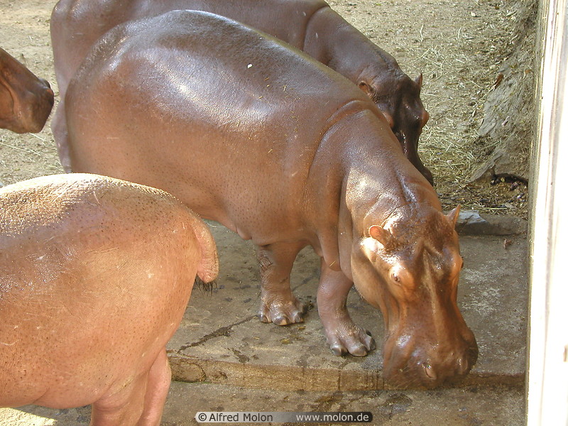 33 Hippopotamus