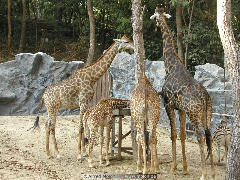37 Giraffes