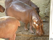 33 Hippopotamus