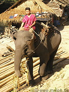 42 Trekking Elephant