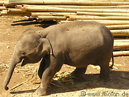 43 Baby elephant