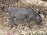 46 Baby pig