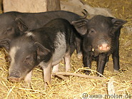 48 Baby pigs