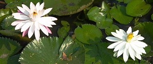 02 Water lilies