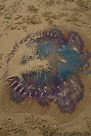 07 Stranded jelly fish