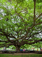 38 Giant rain tree