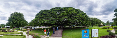 40 Giant raintree