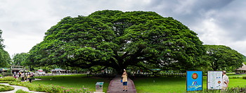 43 Giant rain tree