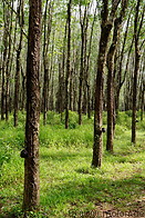 10 Rubber tree plantation