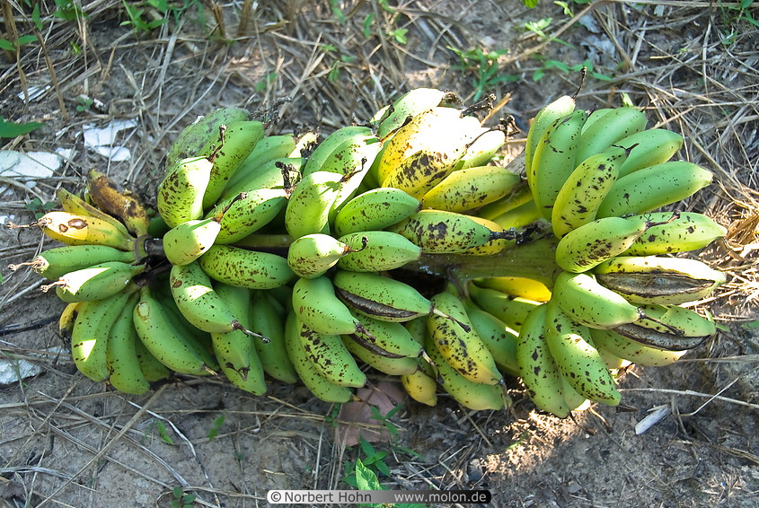22 Green banana cluster