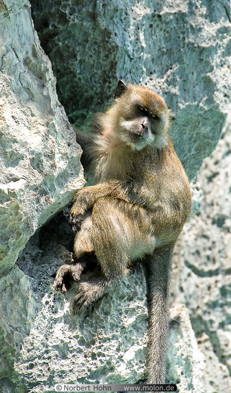 26 Macaque monkey