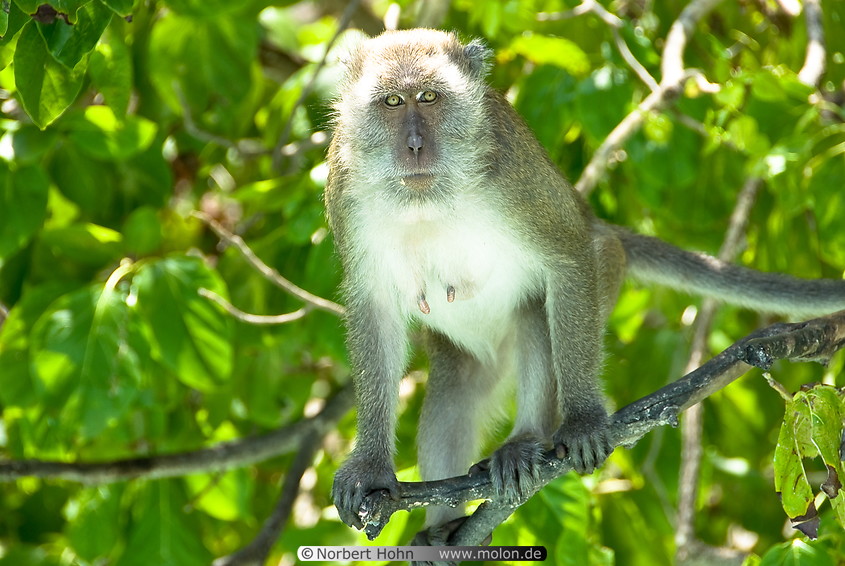 27 Macaque monkey