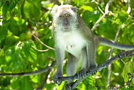 27 Macaque monkey
