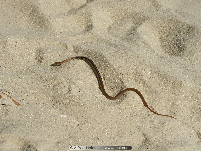 16 Snake on the beach