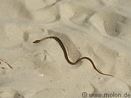 16 Snake on the beach