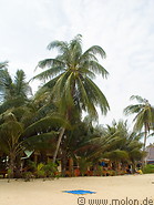 06 Palm trees on beach