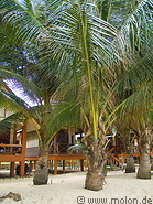 07 Palm trees and beach bungalows