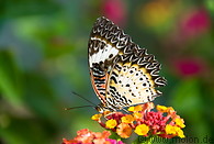 15 Butterfly