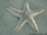 13 Sea Star in Nopparat Thara beach