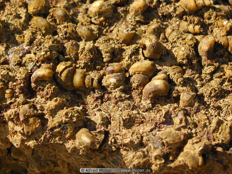 05 Fossilised shells