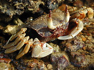12 Crab