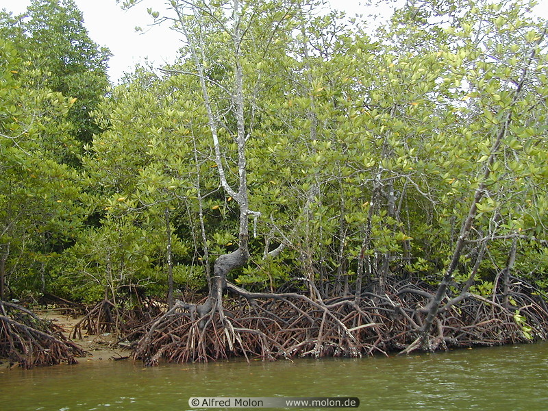 09 Mangroves