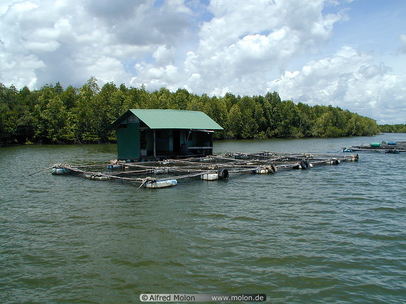 15 Fish farm in Krabi river