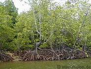09 Mangroves