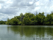 14 Mangroves