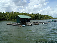 15 Fish farm in Krabi river