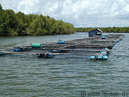 16 Fish farm in Krabi river