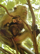 08 Monkey with baby