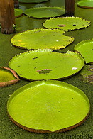 02 Pond with giant lotus leaves