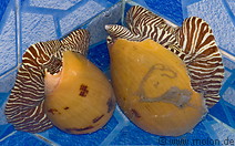 13 Thai sea snails