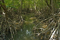 19 Mangrove woods in Ban Salak Khok