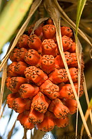 03 Thai fruit on Koh Mak