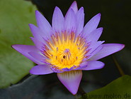 10 Lotus flower