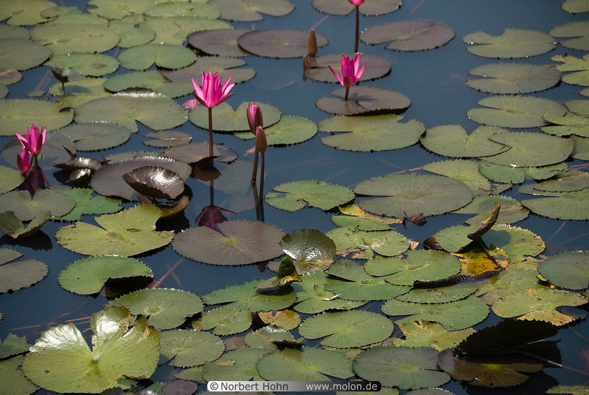 06 Pond with lotus flowers