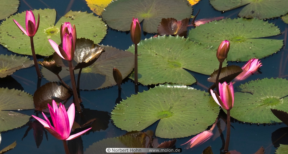 07 Pond with lotus flowers