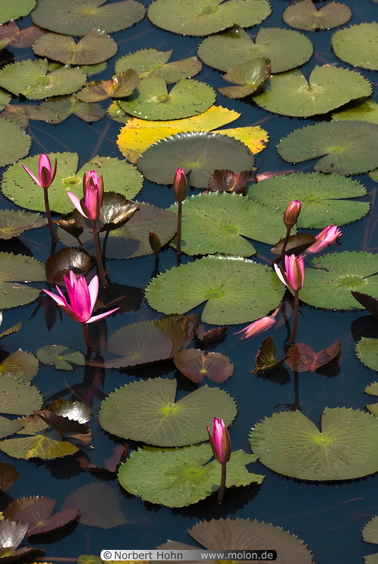 08 Pond with lotus flowers