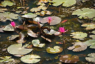 04 Pond with lotus flowers