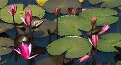 07 Pond with lotus flowers