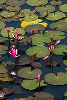 08 Pond with lotus flowers